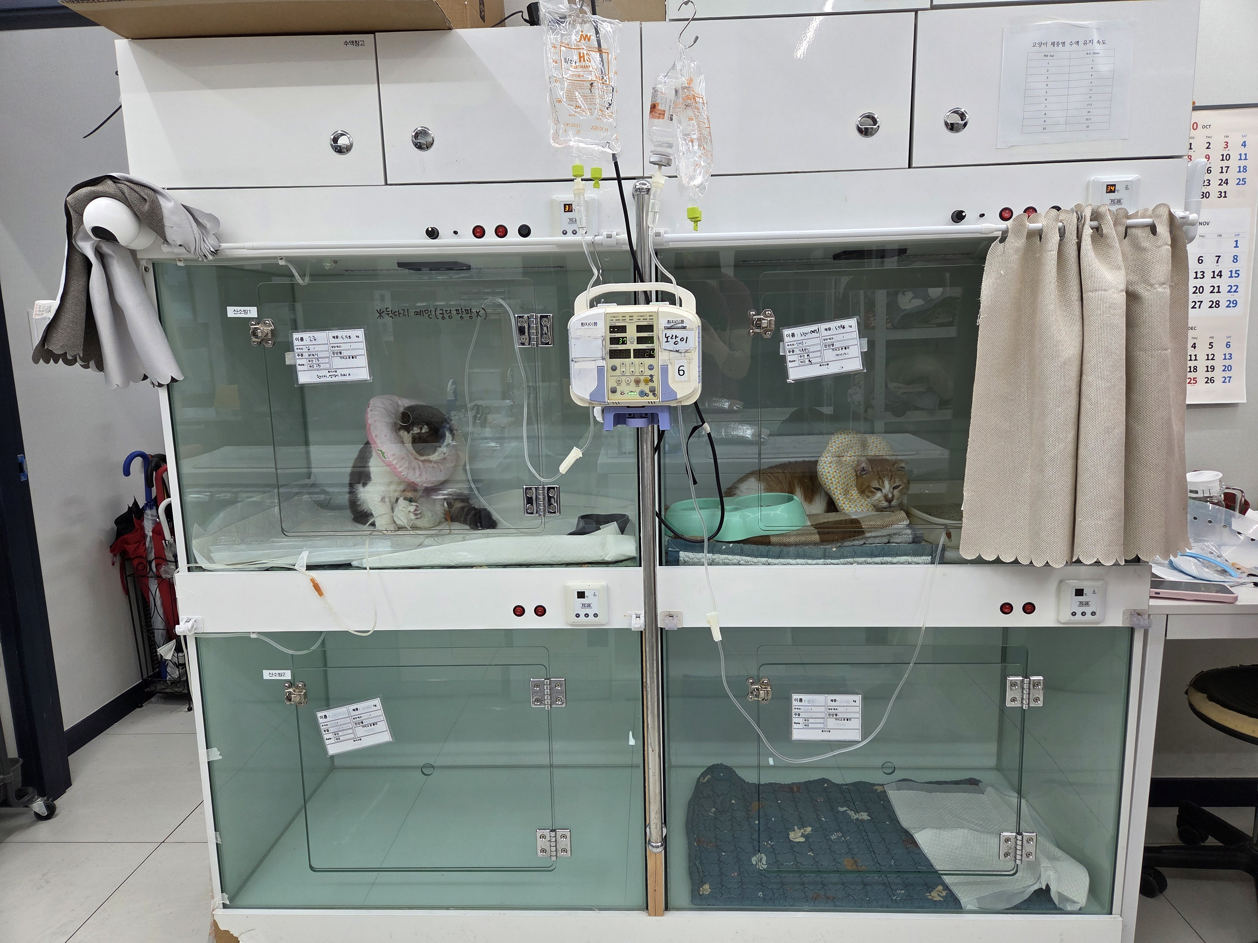 고양이 진료실 2