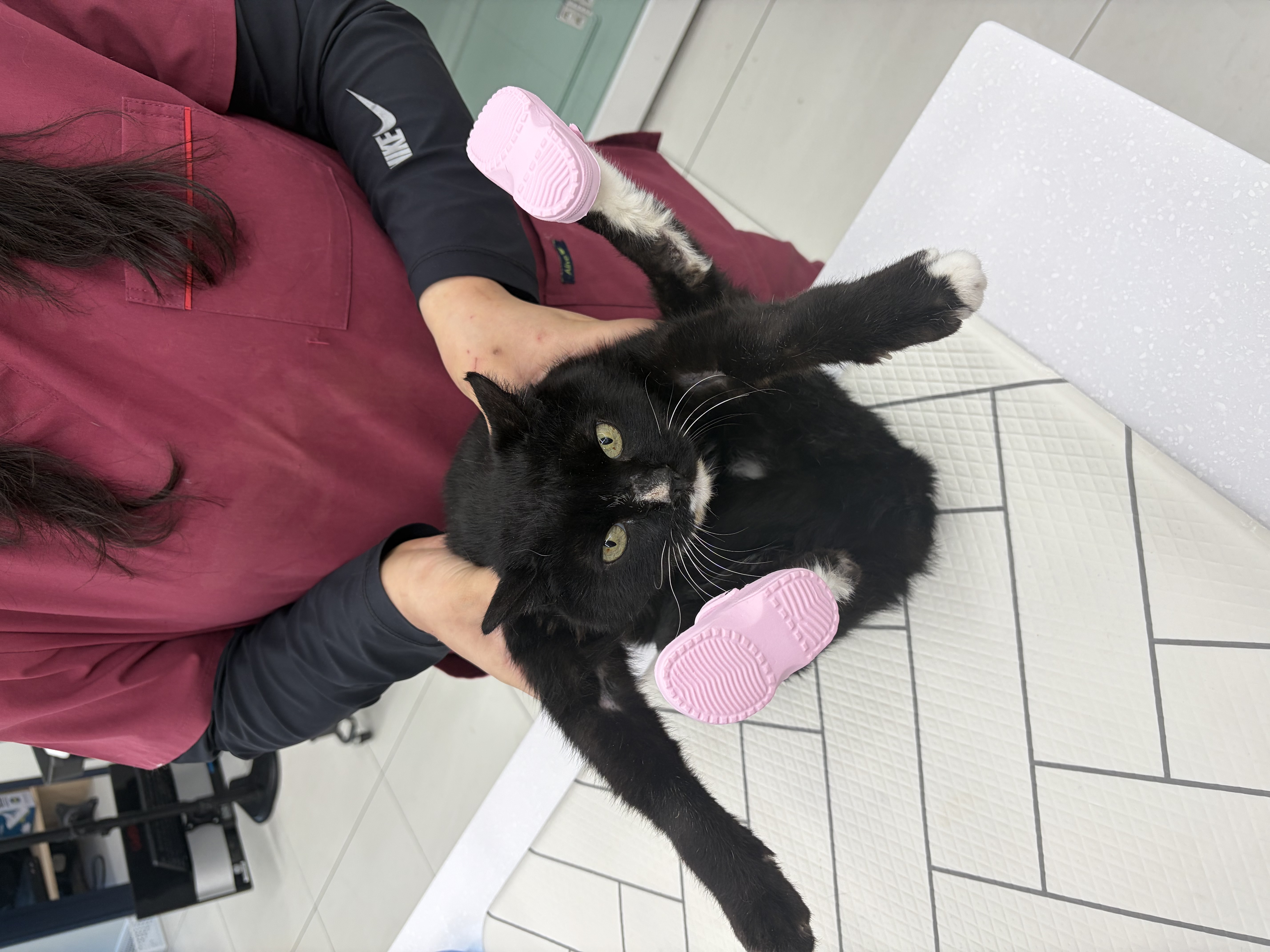 고양이 진료실 3